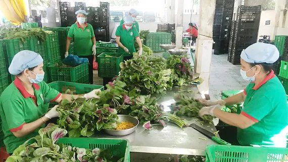 Nhà sơ chế của HTX Phú Lộc, huyện Củ Chi, TPHCM