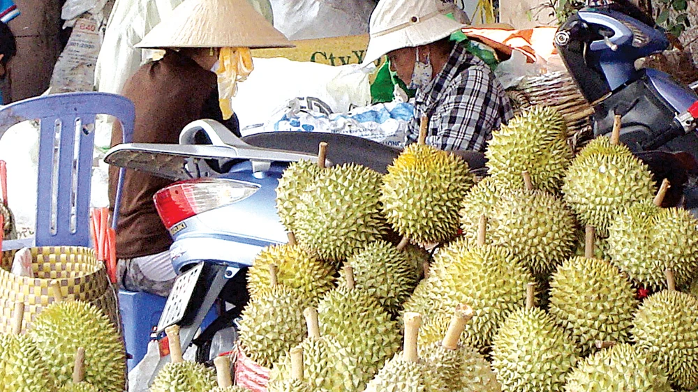 Sầu riêng bán tràn lan nhưng khó nhận biết loại nào là chín cây Ảnh: KIẾN VĂN