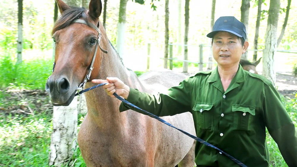 Công nhân huấn luyện ngựa đua