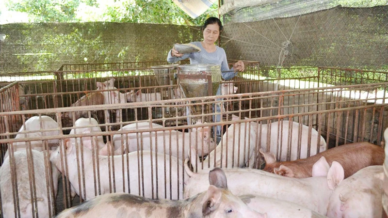 Giá cả nhích lên đã làm tình hình chăn nuôi ấm hơn