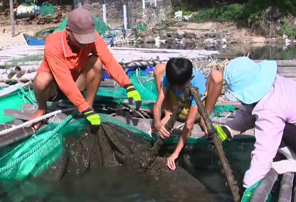 Cá lồng chết hàng loạt ở Phú Yên do nhiễm vi khuẩn Vibrio ảnh 2 Cá lồng chết hàng loạt ở Phú Yên do nhiễm vi khuẩn Vibrio ảnh 2