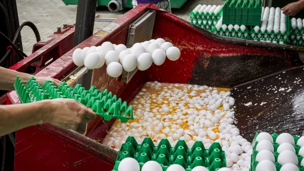  Tiêu hủy trứng tại một trại gia cầm ở Hà Lan sau khi phát hiện nhiễm Fipronil. Ảnh: EPA