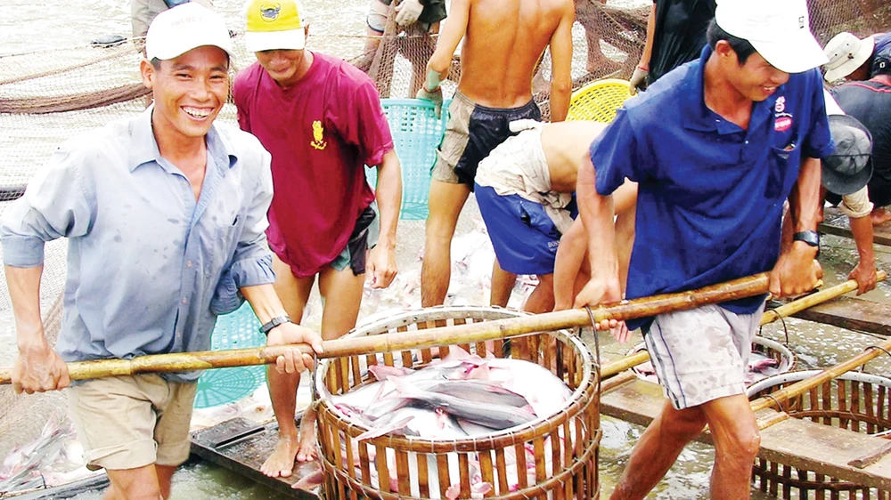 Nông dân ĐBSCL thu hoạch cá tra Ảnh: CAO PHONG