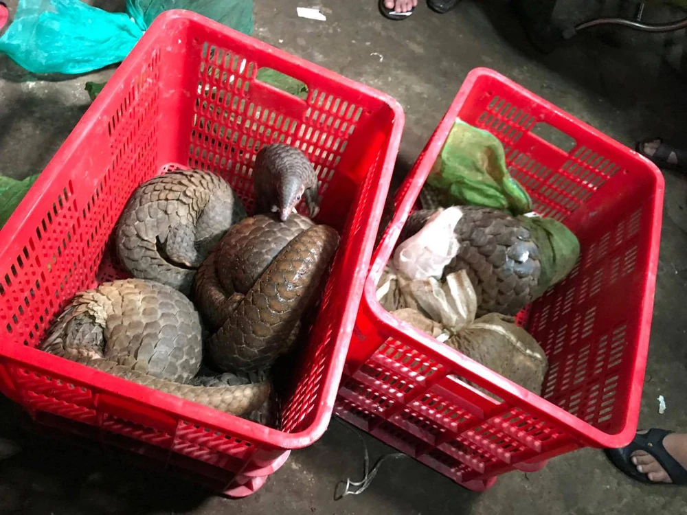 Triệt phá điểm buôn bán động vật hoang dã đặc biệt quý hiếm số lượng lớn ảnh 4 Triệt phá điểm buôn bán động vật hoang dã đặc biệt quý hiếm số lượng lớn ảnh 4