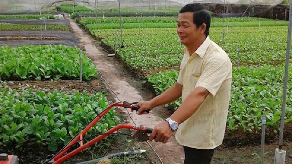 Trồng rau ăn lá an toàn ​