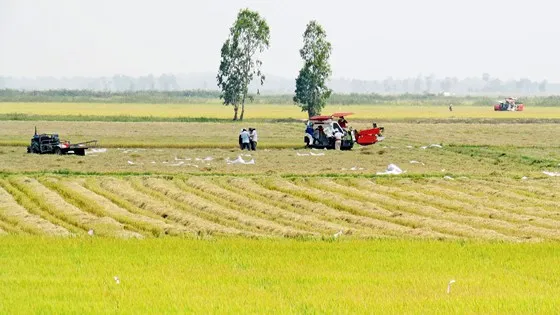 Nông dân vùng Đồng Tháp Mười (huyện Tân Hưng, Long An) thu hoạch lúa. Ảnh: HẢI PHONG