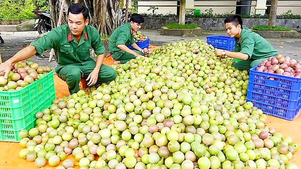 Chiến sĩ Huyện đội Tân Châu thu hoạch chanh dây