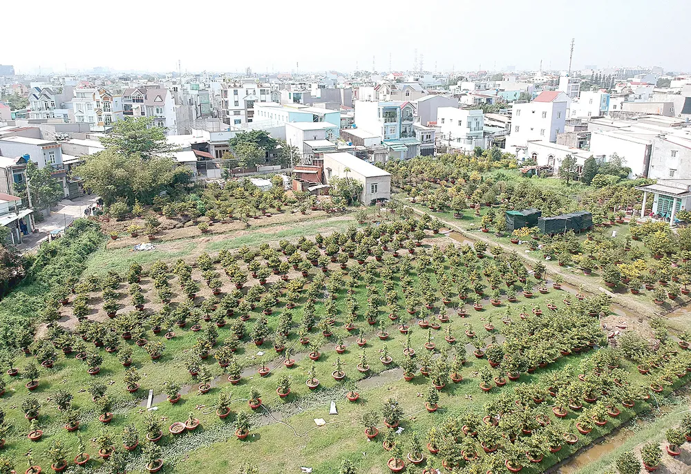 Hoa tết vào mùa  ảnh 1