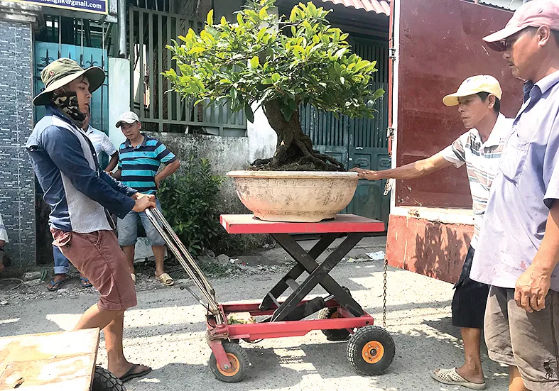 Hoa tết vào mùa  ảnh 5