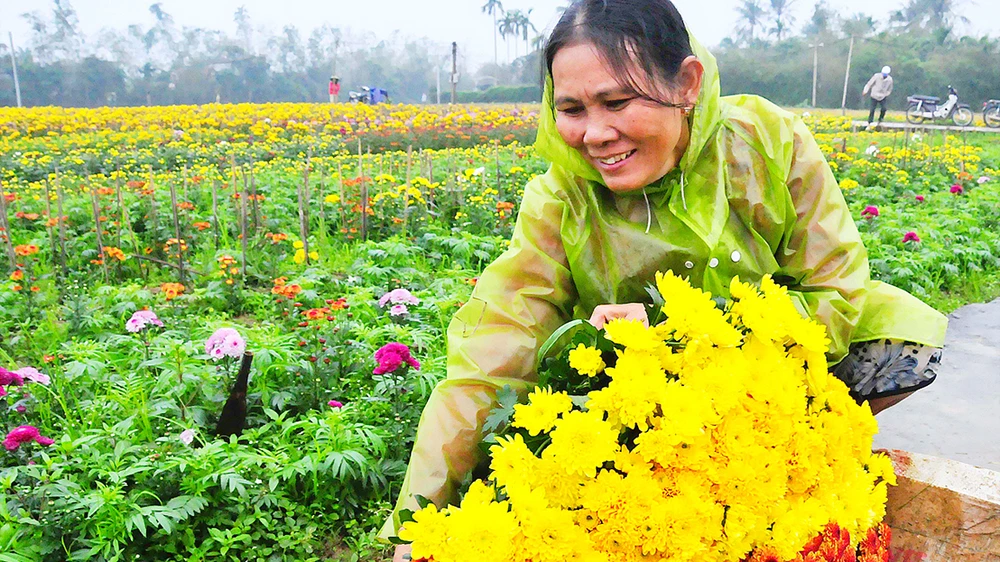 Trồng hoa mạng lại thu nhập tốt cho người nông dân dịp Tết Nguyên Đán