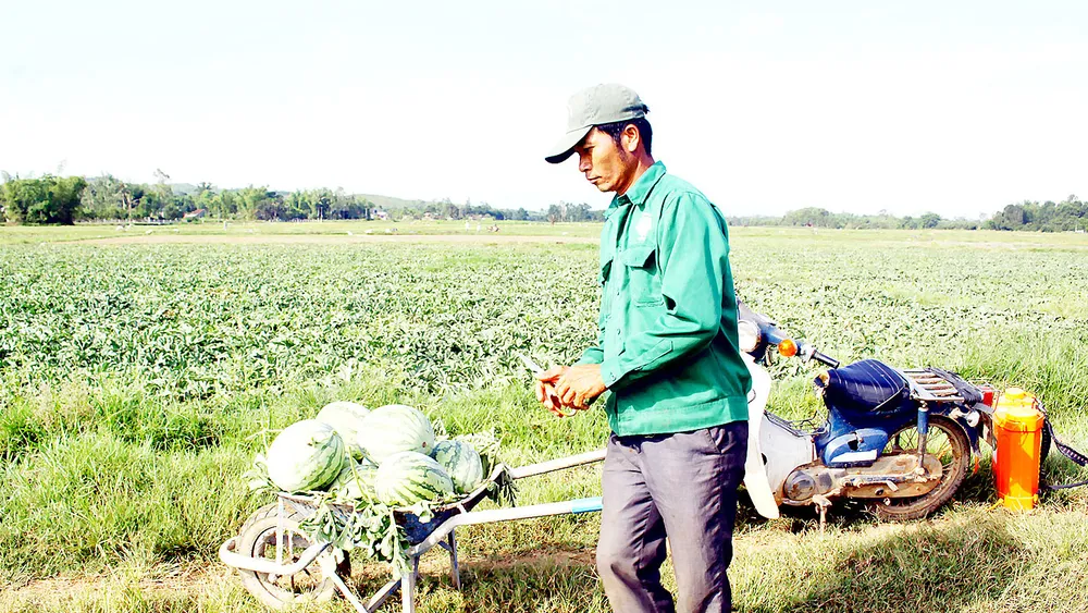 Nông dân Quảng Ngãi chuyển sang trồng thí điểm dưa hấu sạch không hạt (dưa hấu mặt trời). Ảnh: NGUYỄN TRANG