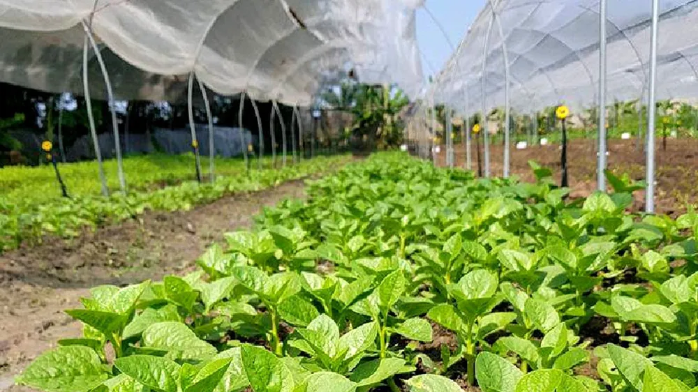 Tanifarm với ước mơ nâng tầm nông sản Việt ảnh 1 Tanifarm với ước mơ nâng tầm nông sản Việt ảnh 1