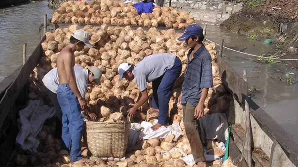 Dừa rớt giá mạnh, nông dân khốn đốn