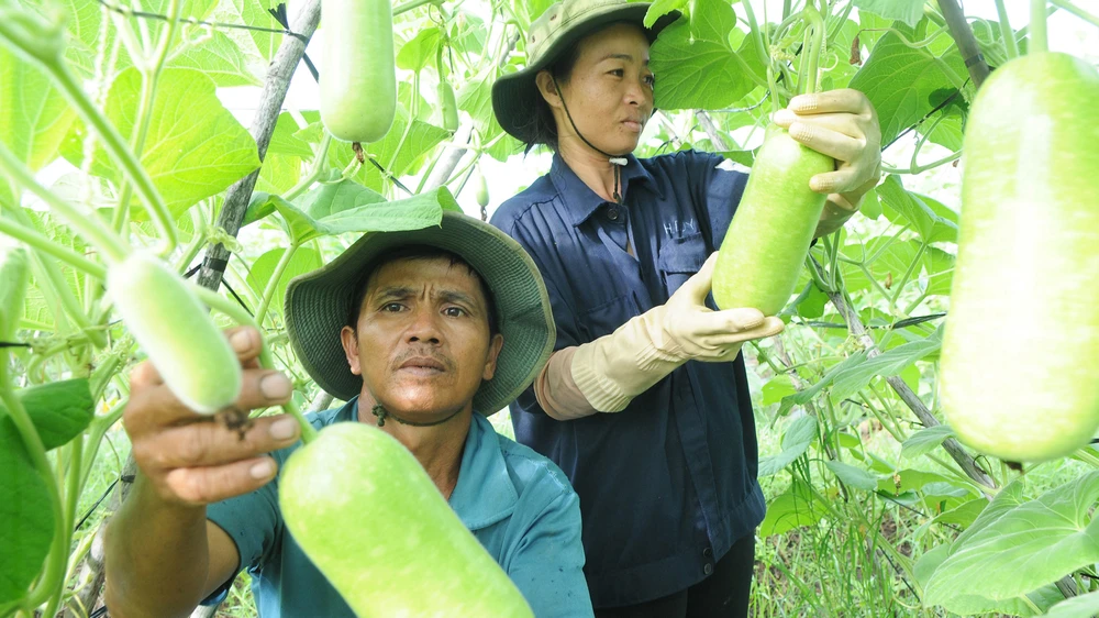 Nông sản trong nước đã chủ động đáp ứng tiêu chuẩn cho nông sản xuất khẩu vào Hàn Quốc Ảnh: CAO THĂNG