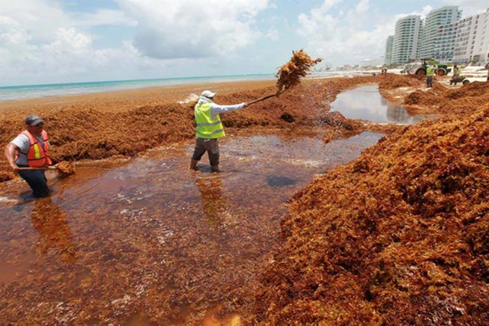 Tảo đuôi ngựa xâm chiếm các bãi biển Mexico