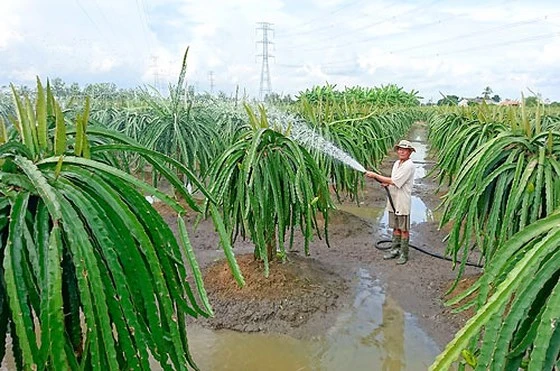 Nhiều hộ gia đình ở huyện Châu Thành ùn ùn mở rộng diện tích trồng thanh long