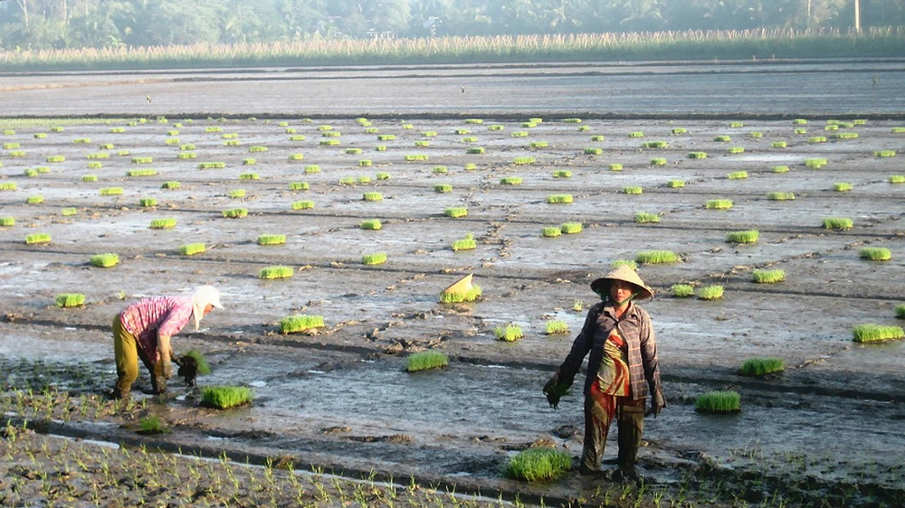 Nông dân ĐBSCL xuống giống lúa đông xuân sớm 