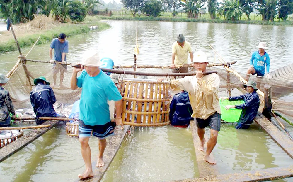 Thu hoạch cá tra tại ĐBSCL Ảnh: CAO PHONG