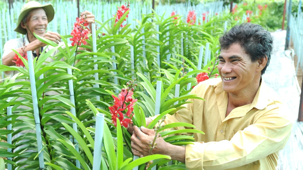 Nông dân phấn khởi khi trồng lan cho lợi nhuận gấp 40-50 lần trồng lúa Ảnh: CAO THĂNG