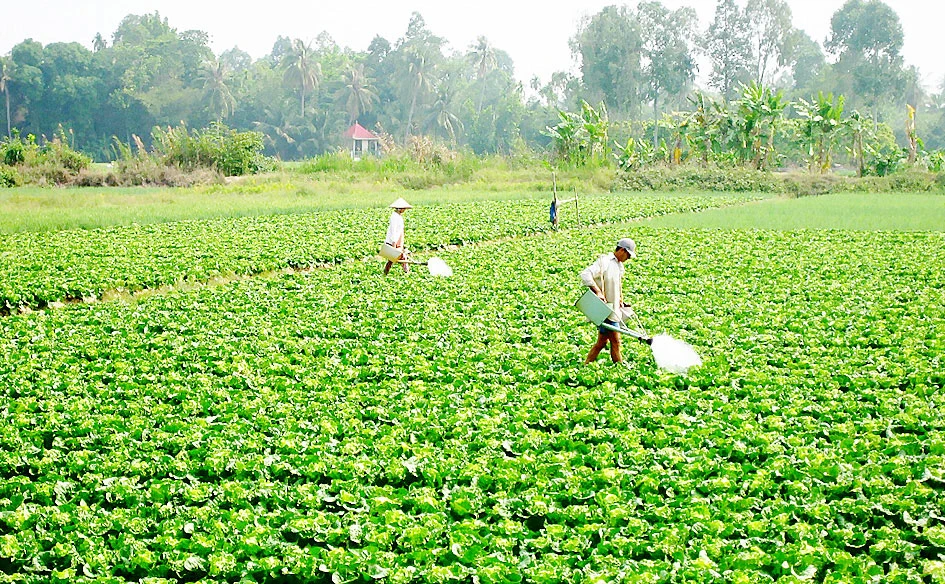 Tăng thu nhập từ chuyển đổi cây trồng 