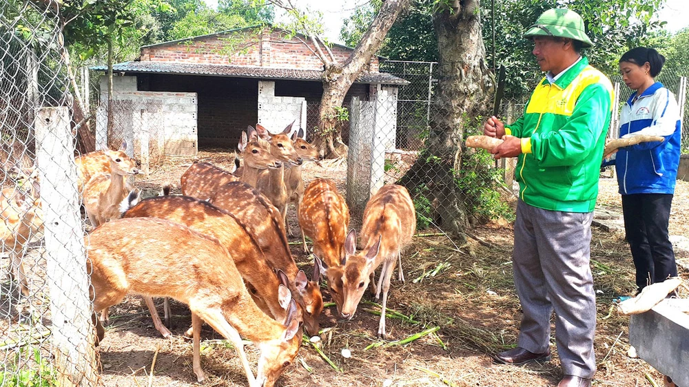 Nuôi đàn hươu sao đang giúp nhiều hộ dân ở Hà Tĩnh tăng thu nhập và làm giàu