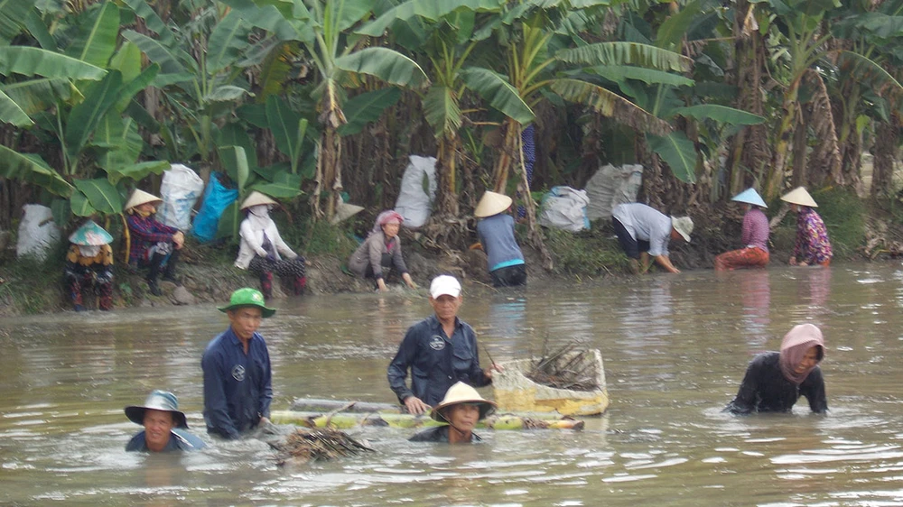 Một buổi thu hoạch thuốc nam của Tổ tầm dược xã Vĩnh Thới tại ấp Phú Thành, xã Tân Phú Đông (TP Sa Đéc)