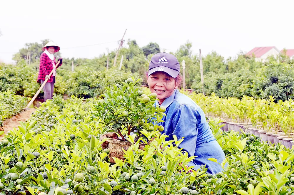 Khoảng 65.000 chậu quất cảnh ở xã Cẩm Hà (TP Hội An) hầu như được thương lái đặt mua hết