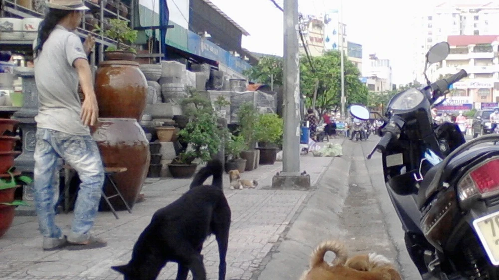 Tình trạng thả rong chó ra đường vẫn diễn ra khá phổ biến Ảnh: NGUYỄN ĐỨC NGUYÊN