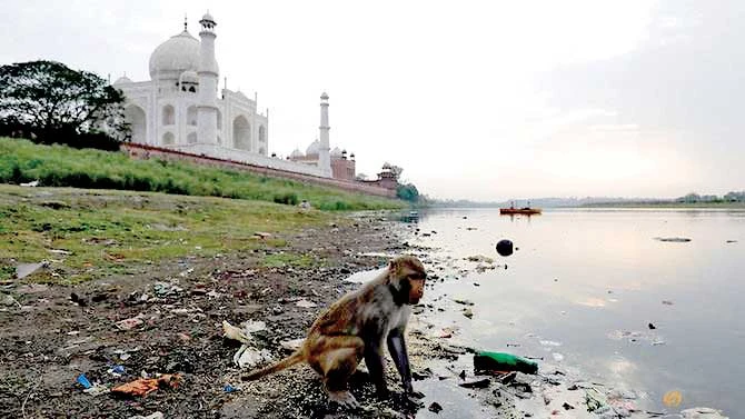 Dùng súng cao su khống chế khỉ ở Taj Mahal