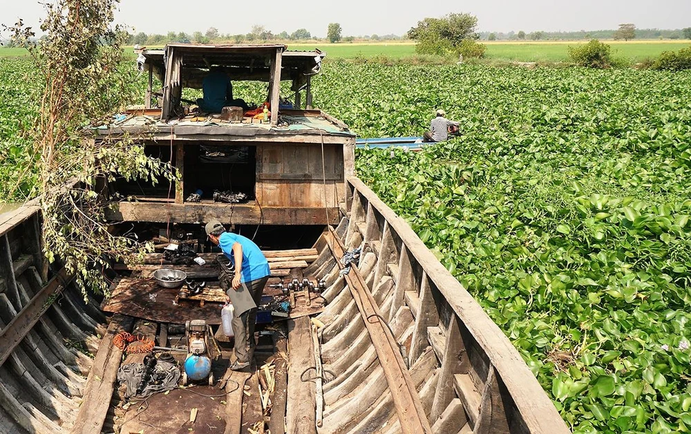 Lục bình dày đặc khiến ghe, thuyền không thể di chuyển được