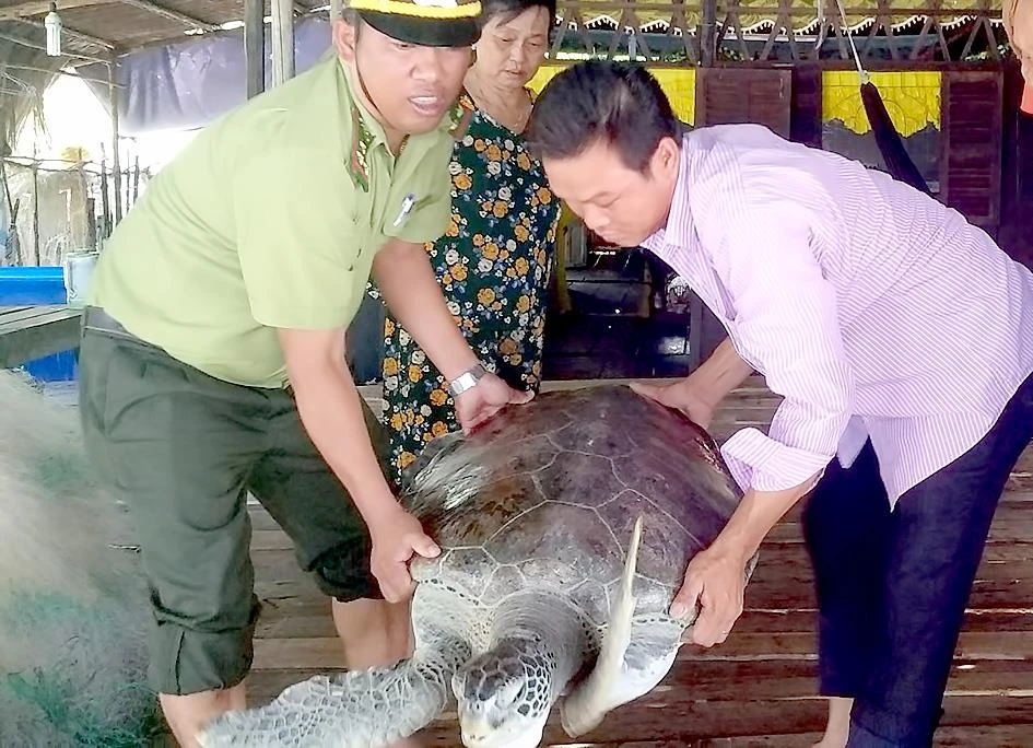 Nhận bàn giao cá thể rùa quý hiếm do ngư dân bắt được và thả về môi trường tự nhiên