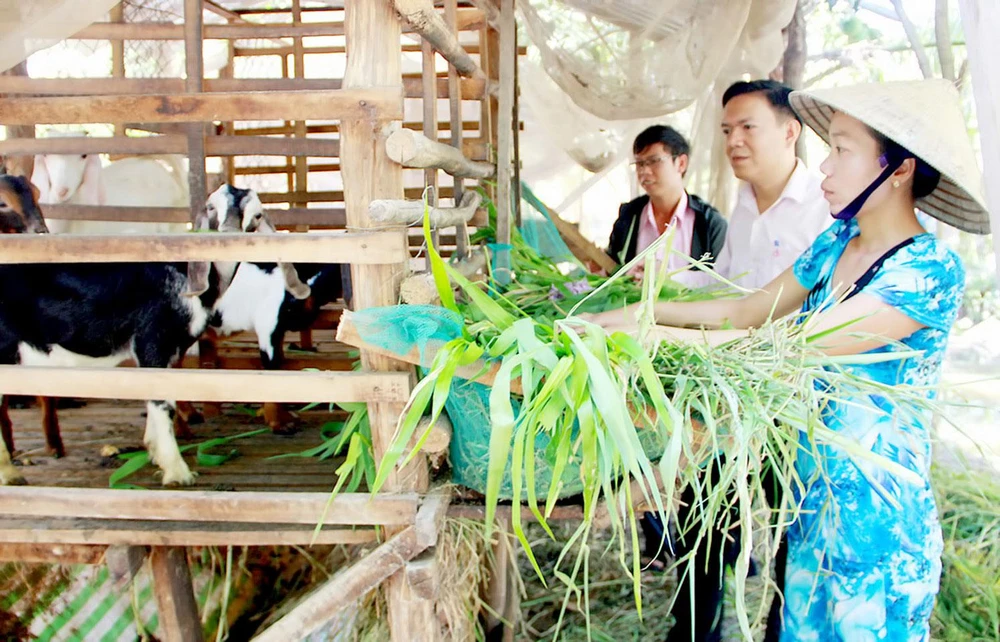 Chị Trần Thị Mỹ Huệ (xã Hồ Đắc Kiện, huyện Châu Thành, tỉnh Sóc Trăng) nuôi dê từ nguồn vốn vay hỗ trợ thoát nghèo