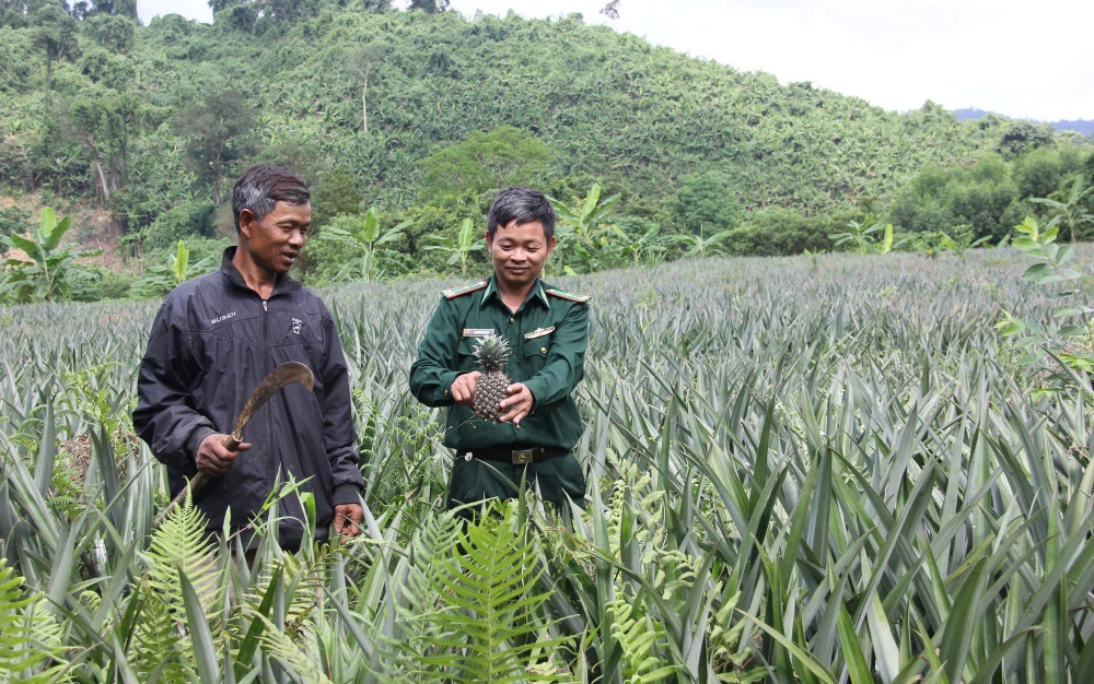 Thiếu tá Dương Công Dũng, cán bộ biên phòng Đồn Biên phòng Làng Ho, hướng dẫn đồng bào Pa Cô, Vân Kiều ở bản Trung Đoàn chăm sóc dứa trồng thí điểm 