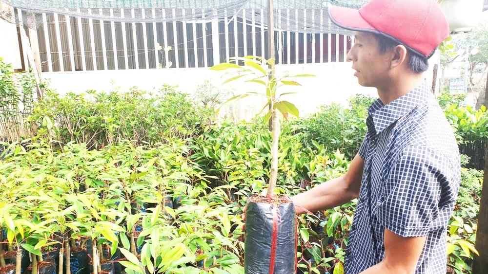 Mặc dù chưa được kiểm nghiệm nhưng những năm gần đây sầu riêng Musang King được nhiều người dân lựa chọn trồng