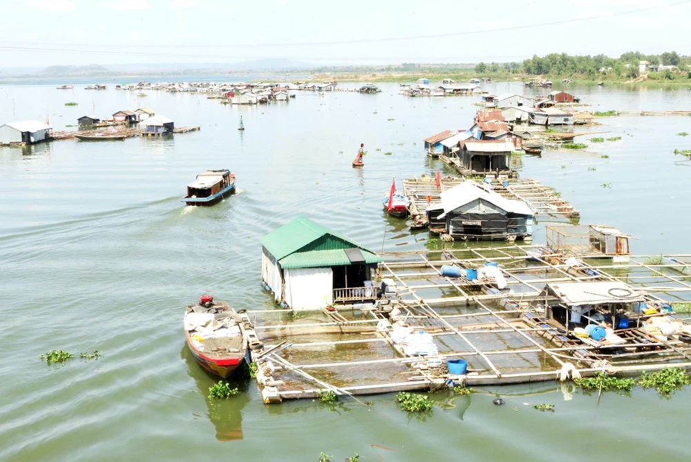 Vùng đầu nguồn lòng hồ Trị An đang là nơi mưu sinh của người dân nuôi cá lồng bè. Ảnh: VĂN PHONG