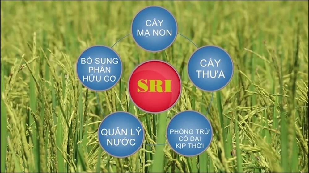 Hiệu quả từ SRI