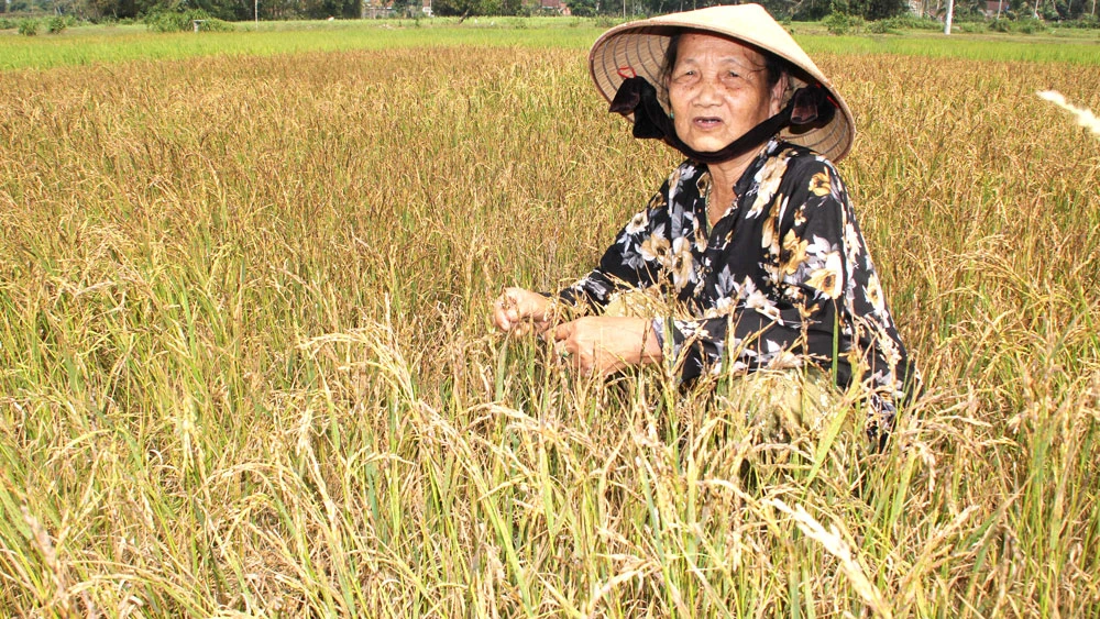 Lúa đông xuân của người dân thôn Thuận Hạnh chết cháy vì thiếu nước