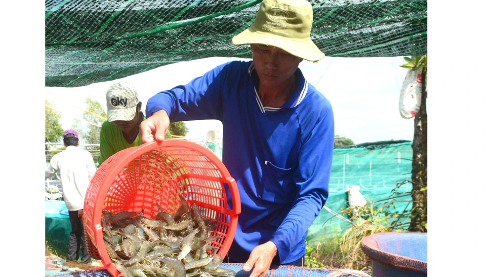 Giá tôm giảm làm người nuôi không có lợi nhuận