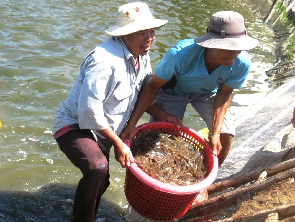 Thu hoạch tôm ở Sóc Trăng