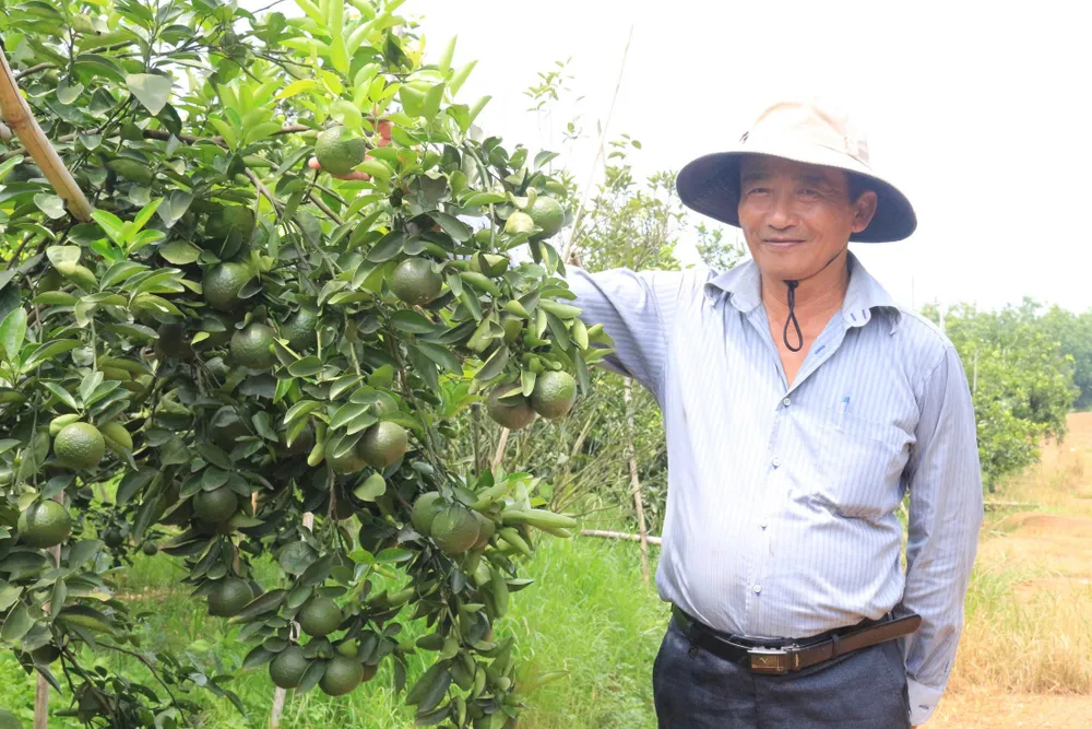 Ông Trần Thành Có, Chủ nhiệm HTX Chăn nuôi và trồng trọt Nhân Đức, bên vườn cam ở xã Hiếu Liêm, huyện Bắc Tân Uyên, Bình Dương