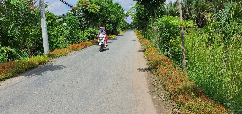 Các tuyến đường được trồng hoa ở xã Đa Phước, huyện Bình Chánh
