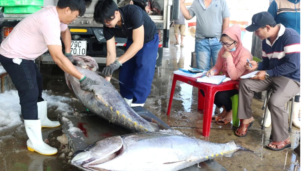  Kiểm tra, bảo quản cá ngừ trước khi chế biến xuất khẩu