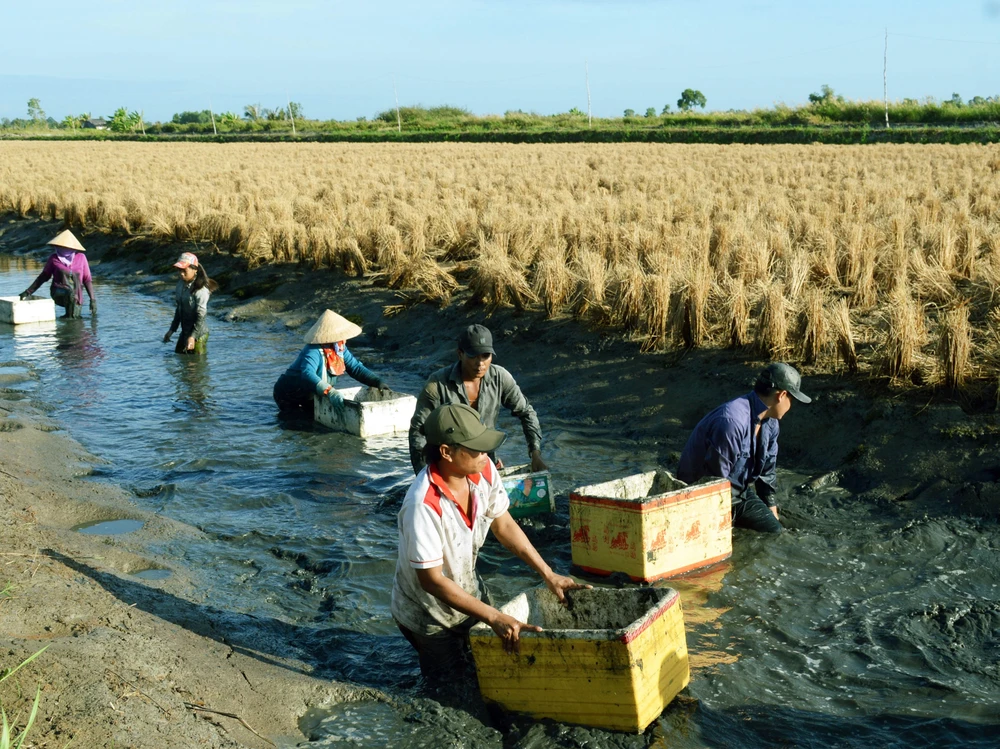 Nhiều mô hình sản xuất hiệu quả trên địa bàn huyện Thới Bình. Trong ảnh là mô hình lúa- tôm