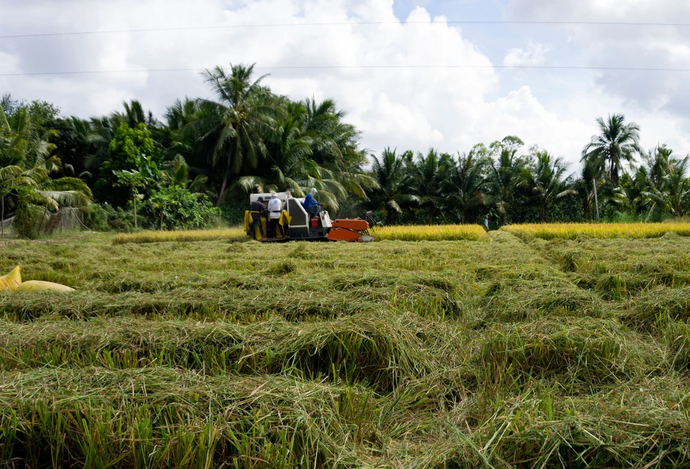 Hậu Giang đẩy nhanh tiến độ thu hoạch lúa hè thu