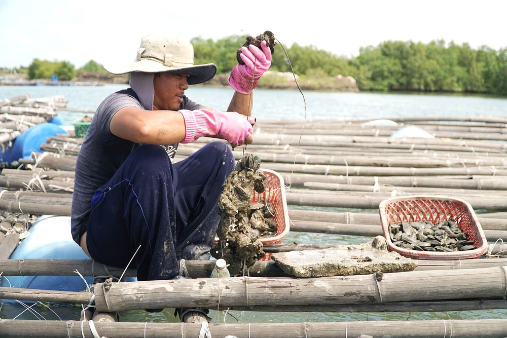 Hàu của ngư dân Bà Rịa - Vũng Tàu đến kỳ thu hoạch nhưng vắng bóng người mua