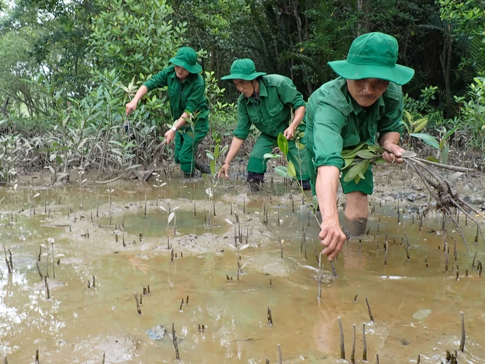 Lực lượng Thanh niên xung phong TPHCM tích cực trồng cây mới thay những cây bị gãy đổ tại rừng phòng hộ Cần Giờ. Ảnh: HOÀNG HÙNG