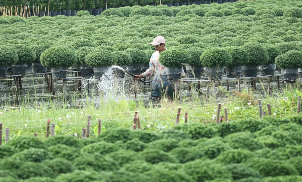 Nông dân làng hoa Sa Đéc (Đồng Tháp) chăm sóc cúc mâm xôi phục vụ thị trường tết 2022 Ảnh: QUỐC AN