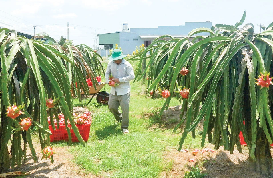 Giá thanh long xuống thấp, nông dân tỉnh Bình Thuận đang gặp rất nhiều khó khăn. Ảnh: NGUYỄN TIẾN 