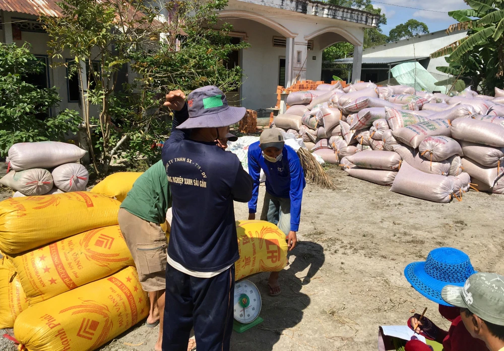 Nông dân ĐBSCL thu hoạch lúa để bán cho thương lái 