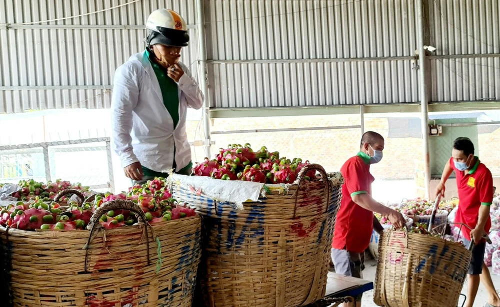 Thu hoạch thanh long bán cho thương lái tại tỉnh Long An. Ảnh: NGỌC PHÚC